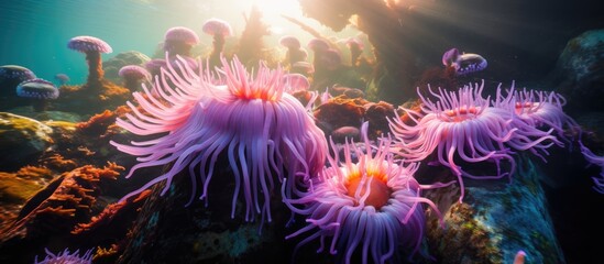 Fototapeta na wymiar Feeding sea anemone at California reef