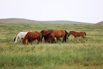 horses in the grasslands