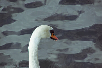 Close up of a mute swan