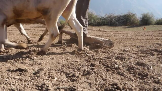 June 28th 2023 Uttarakhand, India. A native old man in the Mountains Ploughing his field with a pair of oxes. Garhwal Region of Uttarakhand.