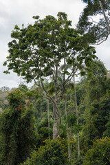 Scenic views on the rainforest canopy at the Tamborine Rainforest Skywalk in Queensland, Australia