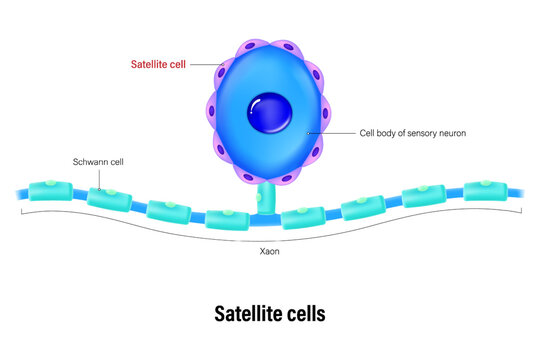 Satellite cell vector. Glial cells (neuroglia). Central nervous system.