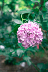 ピンクの紫陽花