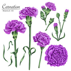 Set of Botanical Illustrations for January Flowers Purple Carnations