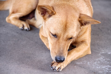 Naklejka na ściany i meble Asian brown dog sleeping on concrete floor background