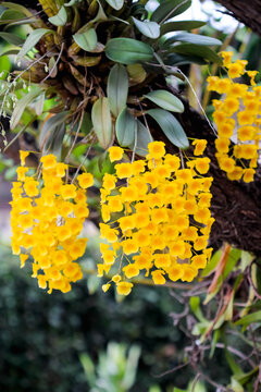 Dendrobium lindleyi steud orchid yellow flower bunch hanging on tree green leaf natural garden background