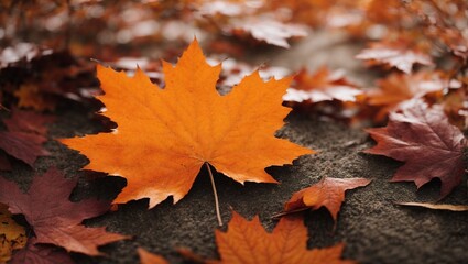 Naklejka na ściany i meble Maple border background in orange autumn