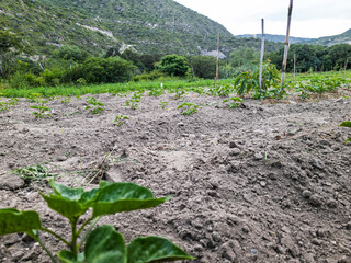 Tilling the land Nature in Growth, agriculture fertile ground