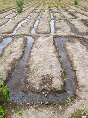 Tilling the land Nature in Growth, agriculture fertile ground