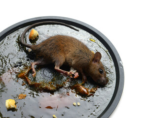  Rat brown dead was glued on Glue Trap board.