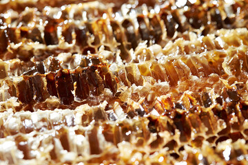 Honey in honeycomb, organic food ingredients	