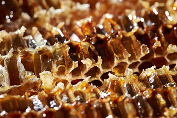 Honey in honeycomb, organic food ingredients	