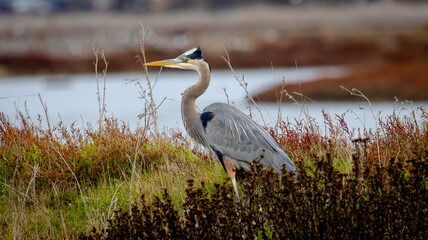 A Great Blue Heron in the bush at Moss Landing, CA