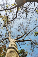 Landscape the big tree with nature background
