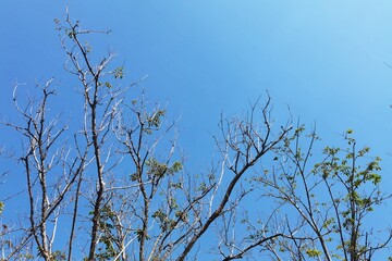 Landscape the big tree with nature background