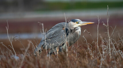 A Great Blue Heron in the bush at Moss Landing, CA