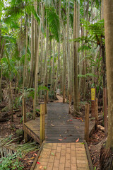 Sooty owl trail in Tamborine Mountain Regional Botanic Gardens, Queensland, Australia