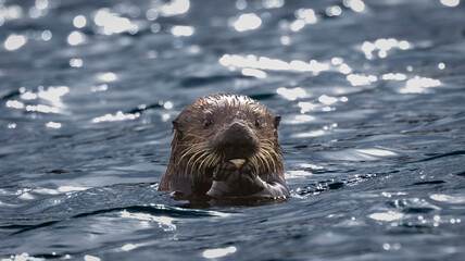 A Sea Otter eating a clam
