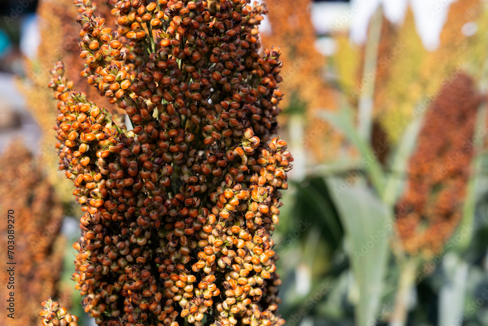 Wall mural Close up of sorghum plant ripe seeds. Beautiful close up of sorghum plant with blurred background. Sorghum seeds macro image.Sorghum Plantation industry. Field of Sweet Sorghum, Millet field.