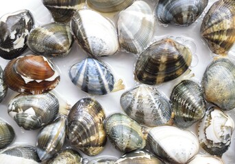 あさりの砂抜き、砂ぬきアサリ、あさりの砂出し、アサリの水管