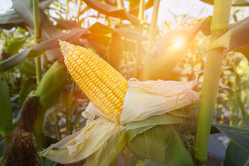 Ripe corn cobs in green cornfield and ready to harvest on sunlight at sunset close up with...