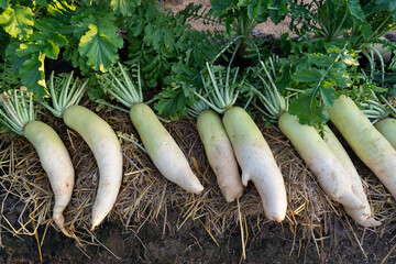 Bunch of organic daikon white radish harvest with green tops in garden on soil ground close-up....