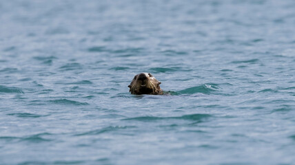 Obraz premium A curious California Sea Otter