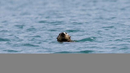 A curious California Sea Otter