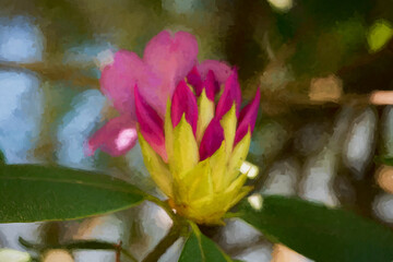 Rhododendron are insect pollinated and produce large amounts of sugar-rich nectar to 'reward'...