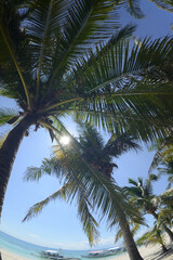 Fototapeta na wymiar Coconut palm trees with shadow and beautiful white sand beach on a sunny, hot, and clear day.