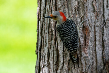 Red-bellied Woodpeckers are pale, medium-sized woodpeckers common in forests of the East with barred backs and gleaming red caps