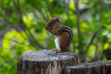 Chipmunk outside eating and keeping an eye out for danger