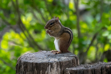 Chipmunk outside eating and keeping an eye out for danger