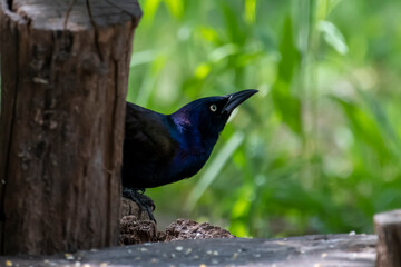 Common Grackle These medium-sized, lanky birds have glossy dark feathers. Their heads look blue or purple in the light, in contrast to their bronzed iridescent bodies.
