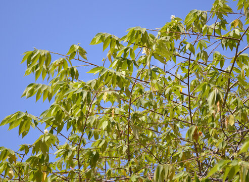 young Muntingia calabura leaves in spring