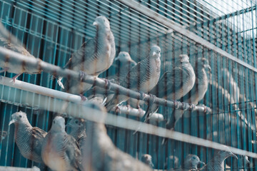 Burung perkutut or turtle dove birds (Geopelia striata) perching in a cage for sale - obrazy, fototapety, plakaty