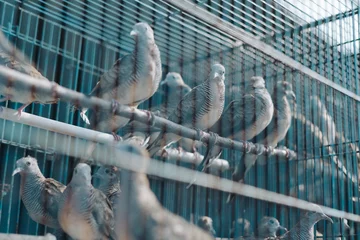 Fotobehang Burung perkutut or turtle dove birds (Geopelia striata) perching in a cage for sale © Galih Yoga