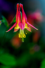 Obraz premium Eastern Red Columbine flower