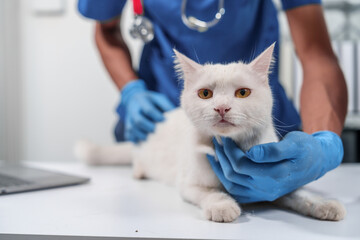 Close up veterinarian in blue scrubs holding a cat, preparing for examination, with stethoscope...