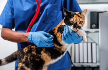 Close up veterinarian in blue scrubs holding a cat, preparing for examination, with stethoscope...
