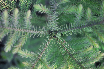 Evergreen tree, Casuarinaceae natural background