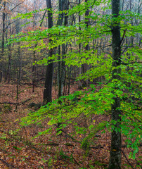Green Leaves in Autumn in the Great Smoky Mountains National Park