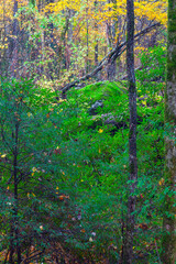 Green Leaves in Autumn in the Great Smoky Mountains National Park