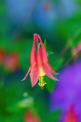 Eastern Red Columbine hanging down