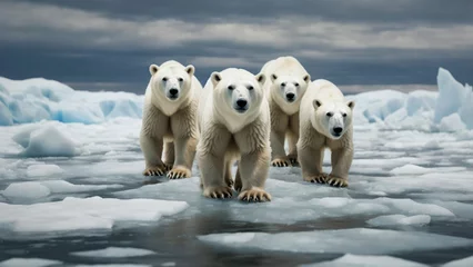Fotobehang Polar Bears in a Warming WorldDevelop an evocative stock image that illustrates the melting Arctic landscape, with polar bears navigating through slushy ice © LUTHFAN NAHAR LABONY