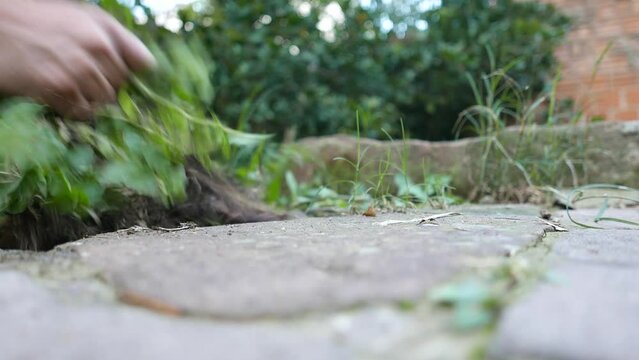 Gardening. Weeding time: person pulling plants out of the ground. Person pulling weeds out of the ground. Removing plants from the ground. Cleaning the yard. Cleaning the garden. Tidying up the garden