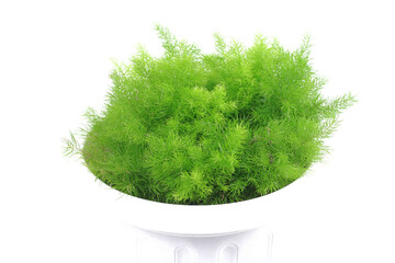 Green asparagus tree in a white pot on a white background
