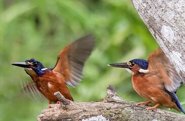 A pair of kingfisher birds perched on a branch in the wild