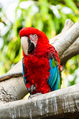 a red and blue macaw  in zoo