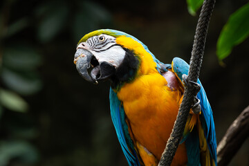 a blue and gold macaw in zoo